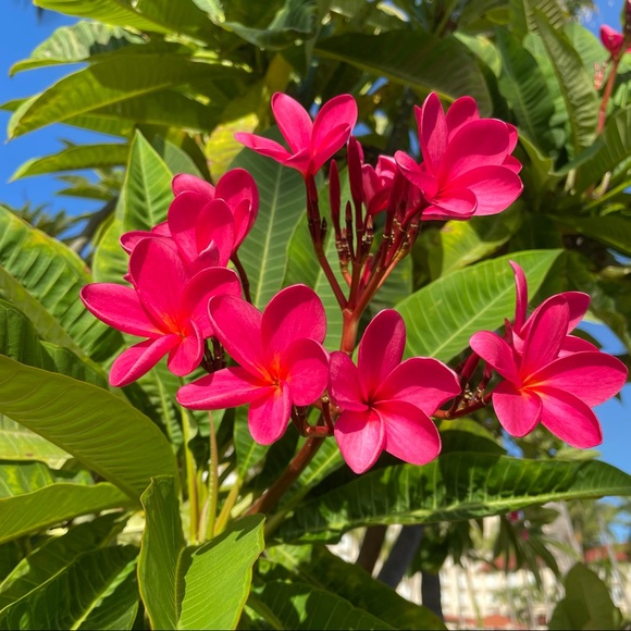 Meet your Posher, Nancy - Picture 5 of 12